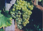 トルコの白ワイン用ブドウ ボルノヴァミスケティ