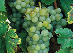 トルコの白ワイン用葡萄 エミール