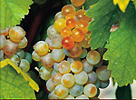 トルコの白ワイン用葡萄 ナリンジェ